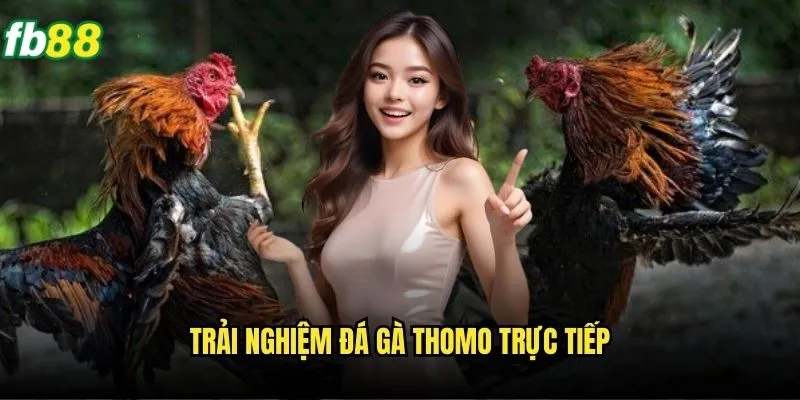 Đá Gà Thomo Fb88 - Sân Chơi Đá Gà Đẳng Cấp Quốc Tế 3 Trải nghiệm đá gà Thomo trực tiếp