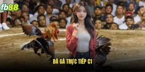 Đá Gà Trực Tiếp C1 Fb88 - Kênh Đá Gà Chất Lượng Nhất 1 Đá Gà Trực Tiếp C1