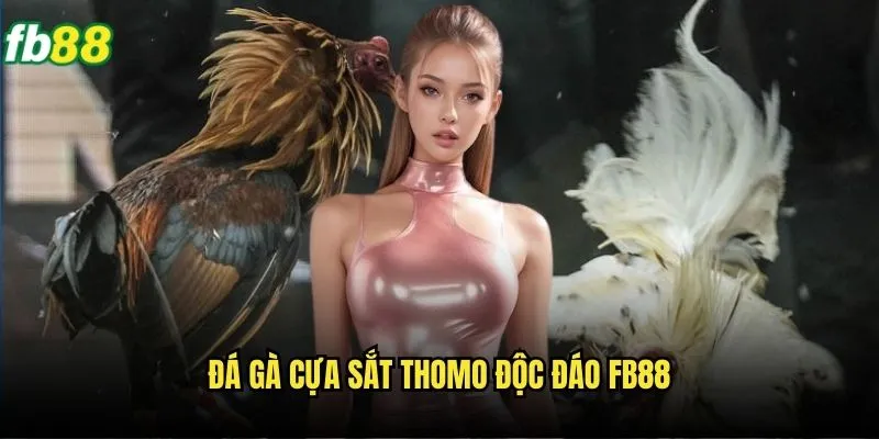 Đá Gà Cựa Sắt Thomo Fb88 - Trận Đấu Kịch Tính Nhất 2 Đá gà cựa sắt Thomo độc đáo Fb88