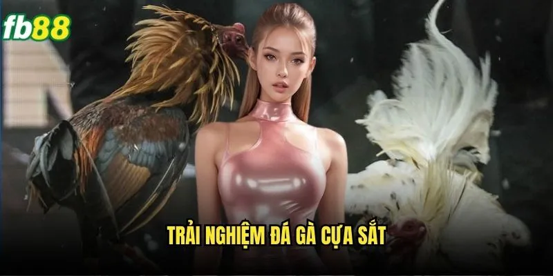 Đá Gà Cựa Sắt Thomo Fb88 - Trận Đấu Kịch Tính Nhất 3 Trải nghiệm đá gà cựa sắt