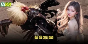 Đá Gà Cựa Dao Fb88 - Môn Nghệ Thuật Đá Gà Đặc Sắc 11 Đá gà cựa dao