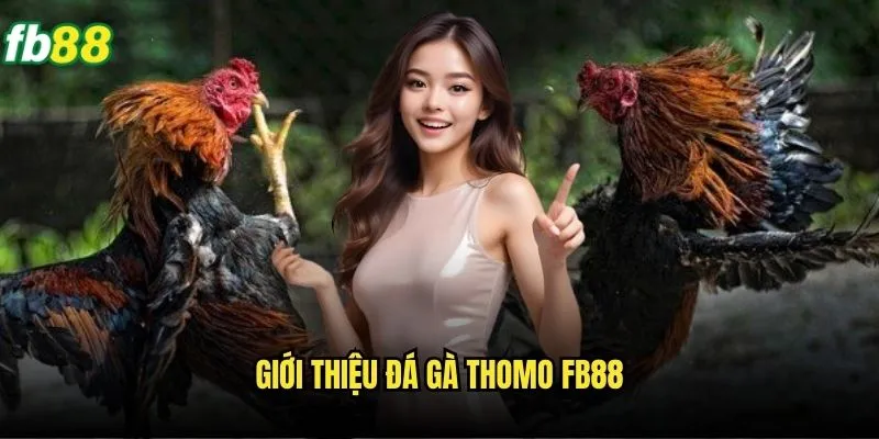 Đá Gà Thomo Fb88 - Sân Chơi Đá Gà Đẳng Cấp Quốc Tế 2 Giới thiệu đá gà Thomo Fb88
